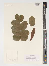 Image result for Entandrophragma delevoyi