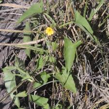 Image result for Crossandra mucronata