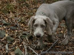 Image result for výmarský dlouhosrstý ohař