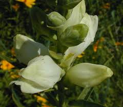 Image result for Blotiella glabra