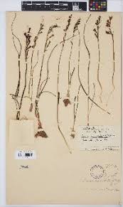 Image result for Dipcadi marlothii