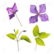 We did not find results for: Clematis Jackmanii Flowers Buds And Leaves Isolated On White Stock Photo Picture And Royalty Free Image Image 48209063