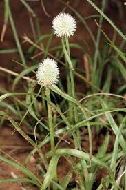 Image result for Kyllinga alba