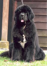 The black and white 'landseer' newfoundland developed a century later. Newfoundlands Penn Ohio Newfoundland Club Great Lakes Newfoundland Club Colonial Newfoundland Dog Landseer Dog Newfoundland Dog Puppy