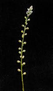 Image result for Polygala sphenoptera
