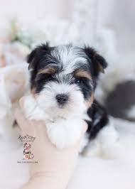 Find dogs and puppies for sale, near you and across australia. Biewer Terrier Puppies For Sale By Teacups Puppies Boutique Teacup Puppies Boutique