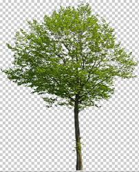 Photoshop Tree Google Kereses Tree Photoshop Photoshop Landscape Landscaping Trees