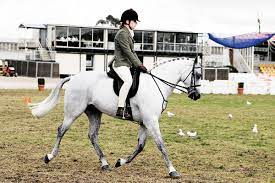 Equestrian tour on traditional local breed, icelandic horses in skaftafell mountains of iceland. Equestrianism Wikipedia