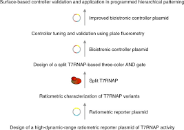 To avoid impact of varying sleeping periods on 24 h blood pressure, only daytime readings were considered. Programmed Hierarchical Patterning Of Bacterial Populations Nature Communications