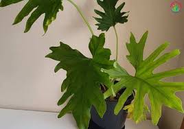 Gardens in an area that's cold and has frequent spells of rain needs to be watered every two. How Much And How Often To Water Philodendron Garden For Indoor