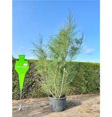 Image result for Tamarix pentandra