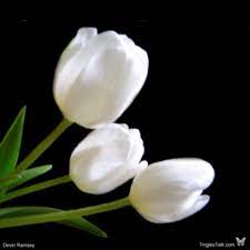 Other types of love flowers include peonies, sunflowers, or tulips, which symbolize happiness, prosperity and romance. White Tulips Are A Symbol Of Forgiveness And Unconditional Love