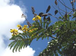 Image result for Peltophorum pterocarpum