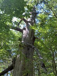 Here's how to find Charlotte's biggest, oldest trees | WFAE 90.7 -  Charlotte's NPR News Source