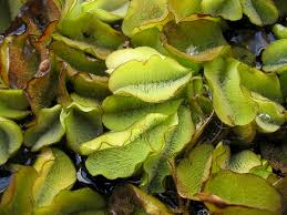 Image result for Salviniaceae