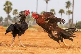 Jago Tarung Ayam Ayam Jantan Burung Cantik