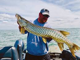 Muskie internship program is a summer internship experience which provides participants with the chance to apply lessons learned in the classroom to a workplace setting. Https Www Minotdailynews Com News Local News 2019 06 Lake Audubons Muskies