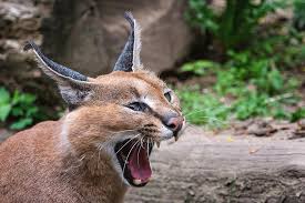 The caracal is sometimes called the desert lynx, african lynx, or persian lynx, but it is not a member of the lynx genus. Portrait Desert Cats Caracal Or African Lynx Photograph By Lubos Chlubny