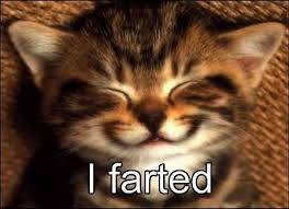 Fantastic Cute Cats Pictures Wallpaper Get Funny Cat Pictures Cute Funny Animals Funny Animal Pictures