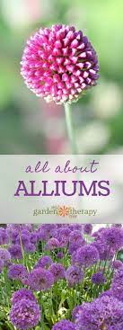 All About Alliums Garden Therapy Allium Flowers Flower Garden Plants
