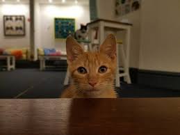 Adrianuzca's Cat Café - Picture of Adrianuzca's Cat Café, Punta del Este -  Tripadvisor