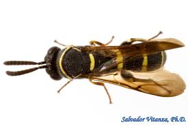 Image result for Leucas capensis