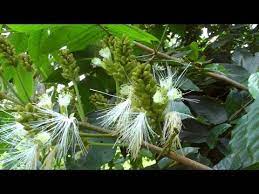 Exotic ice cream bean fruit tree. Problems Using Ice Cream Bean Trees For Shade Video Youtube