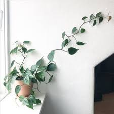 9 Beginner Houseplants For Anyone Who Kills Everything They Touch Easy Care Indoor Plants Apartment Plants Plants