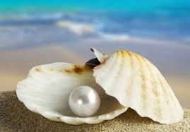 Wordpress Com Pearls Sea Shells Shells