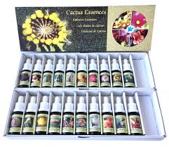 How long a cactus can survive without water can also depend on the specie of cactus, the size, and the location where it is growing. Cactus Essences Phi Essences