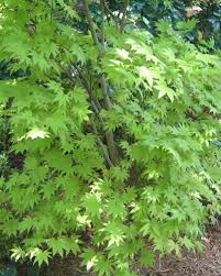 We did not find results for: Moonrise Full Moon Japanese Maple 3 Gallon Tree Japanese Maples All Gardener Direct