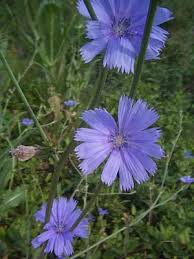 Yalnizca Egelilerin Kiymetini Bilebilecegi 35 Ot Tibbi Bitkiler Bitki Sifali Otlar