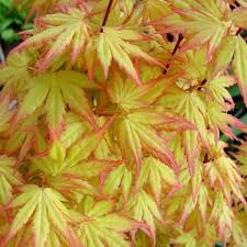 How to propagate japanese anemones; Acer Japanese Maple Paddock Plants Buy Online Uk