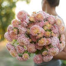 China Aster Tower Chamois Apricot Flower Farm Beautiful Flowers Garden Aster Flower