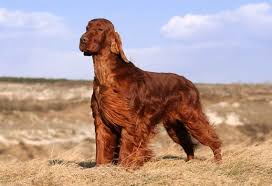 Beautiful Dogs Petmd Irish Setter Dogs Irish Setter Irish Dog Breeds