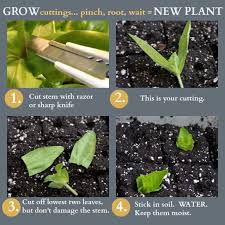 Pin On All Things Gardening