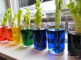 Try using different colors and different plants and flowers like carnations to learn about plants transportation!! Kids Home Made Arts And Crafts By Pink And Geen Mama Science For Kids Kitchen Science Cool Science Experiments