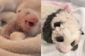 Le dôme équatorial une expérience unique au monde; Suivez La Croissance Du Bebe Panda De Beauval En Images