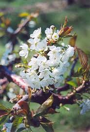 Stella Cherry Prunus Avium Stella At Connon Nurseries Cbv Prunus Deciduous Trees Garden Center
