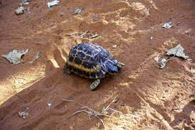 Landschildkrotenfutterung Was Und Wie Viel