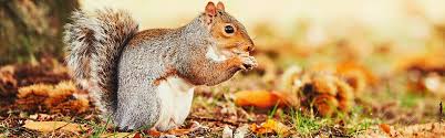 The dangers of squirrel infestation. How To Get Rid Of Squirrels Updated For 2021