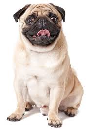 25 Best Therapy Dog Breeds List In 2020 Dog Breeds List Therapy Dogs Breeds Therapy Dogs