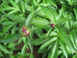 This disease may occur wherever peonies are grown. Peony Problems