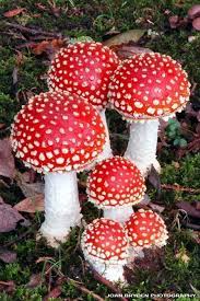 Want To Learn How To Grow Your Own Organic Mushrooms Sign Up Here For Daily Tips On Growing Organic Mushroo Stuffed Mushrooms Mushroom Pictures Mushroom Seeds