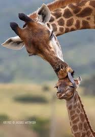 Artistic Ideas On Twitter Animals Wild Cute Animals Animals Beautiful