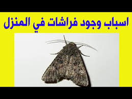 اسباب وجود الفراشات فى المنزل Youtube