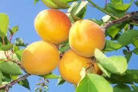 Image result for Apricot 1983 Hussmann