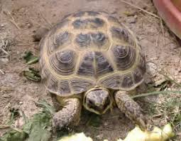 Otherwise, you can use artificial light as feng shui is a pretty complex theory, but at times it is fairly simple. The Russian Tortoise