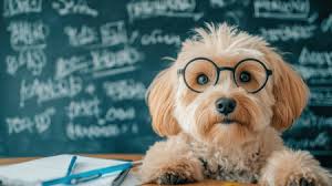 Teachers Pet Stock Photos and Images