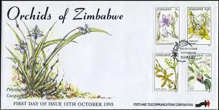 Image result for Diaphananthe subsimplex